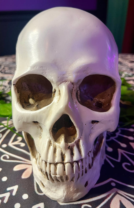 Life Size Articulated Skull