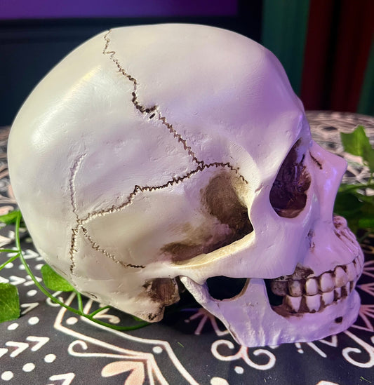 Life Size Articulated Skull