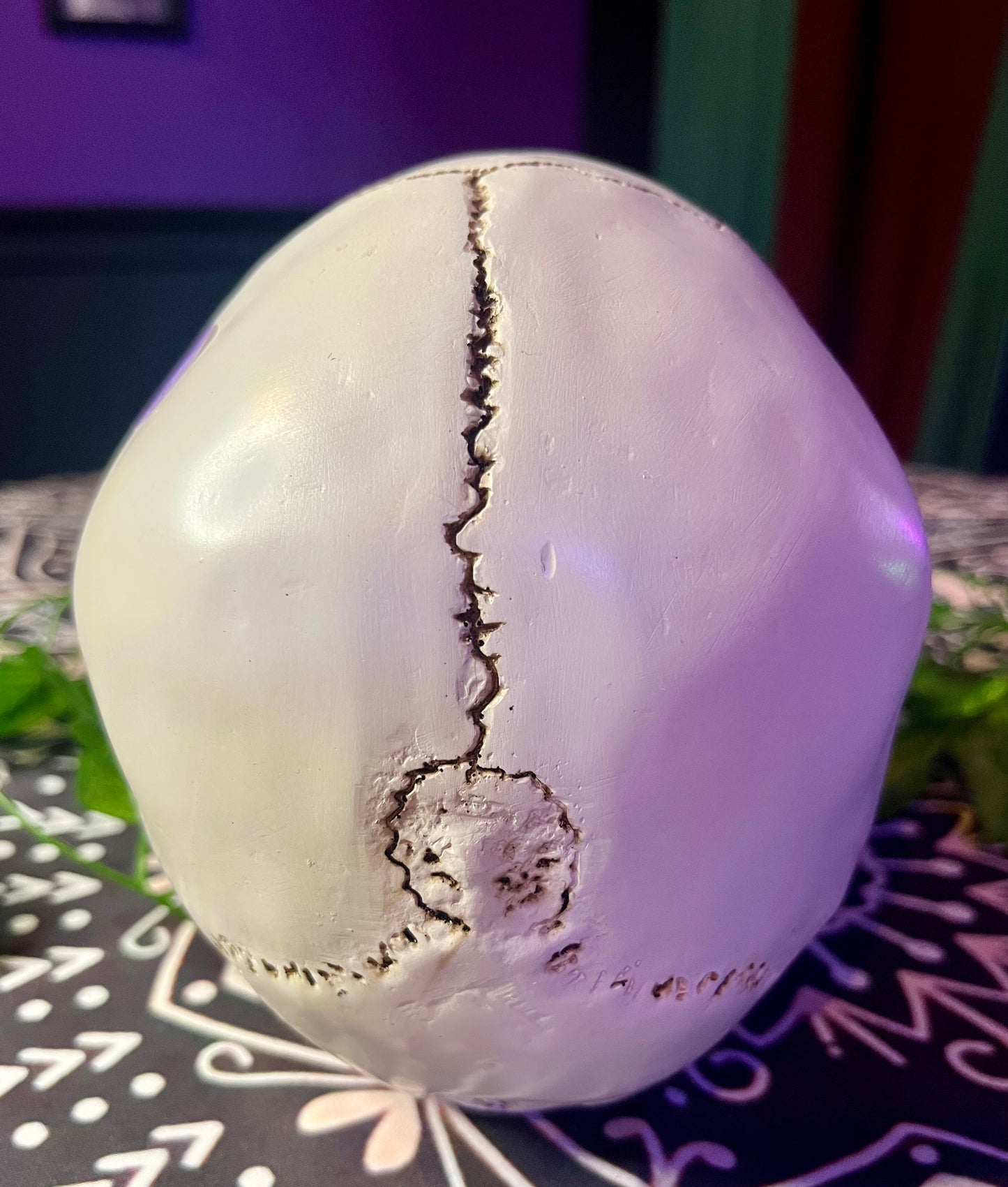 Life Size Articulated Skull