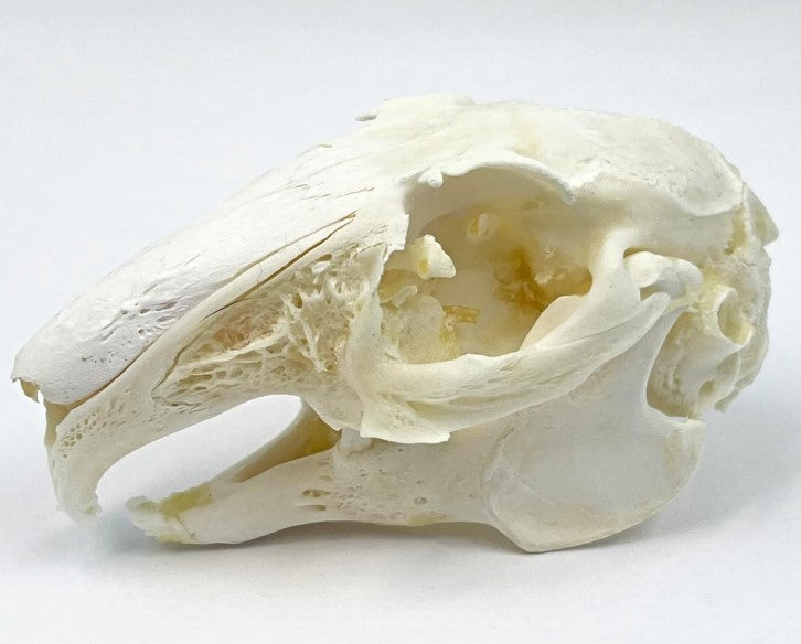 Rabbit Skull