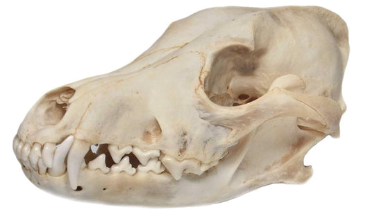 Coyote Skull