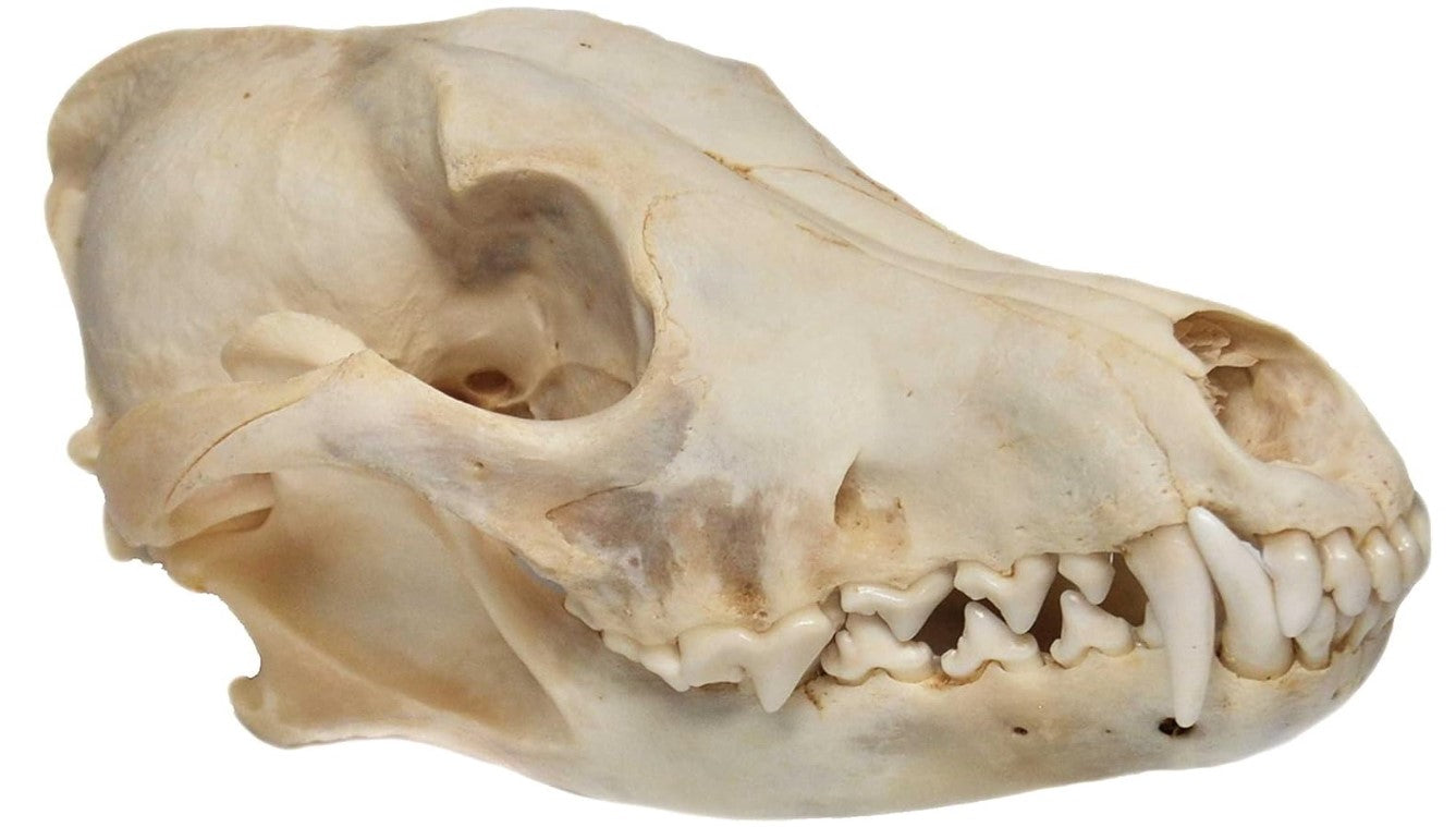 Coyote Skull