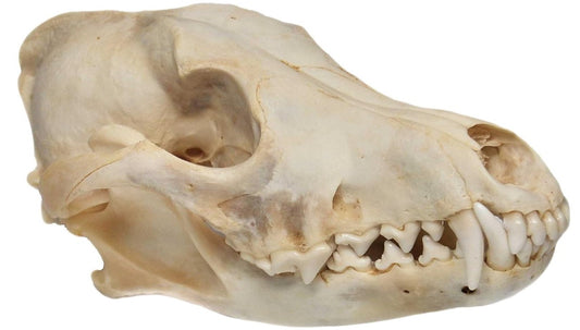Coyote Skull
