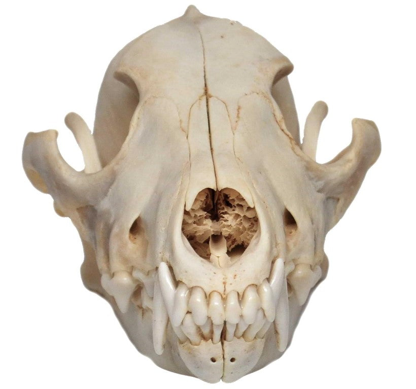Coyote Skull