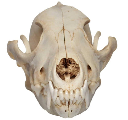 Coyote Skull