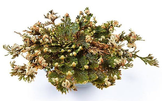 Jericho/Resurrection Plant (Large)
