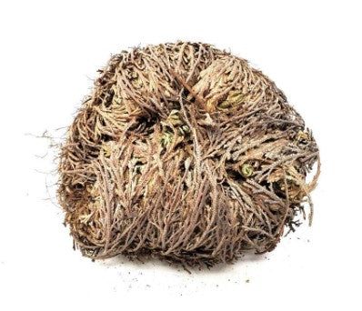 Jericho/Resurrection Plant (Large)