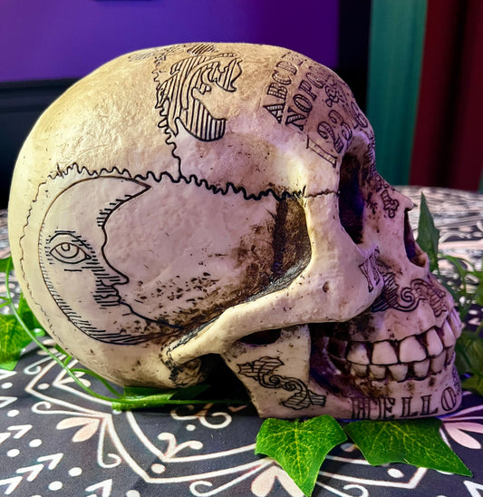 Acrylic Skull - Large