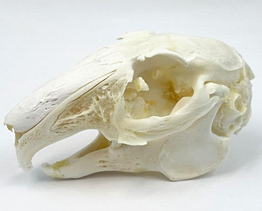 Rabbit Skull