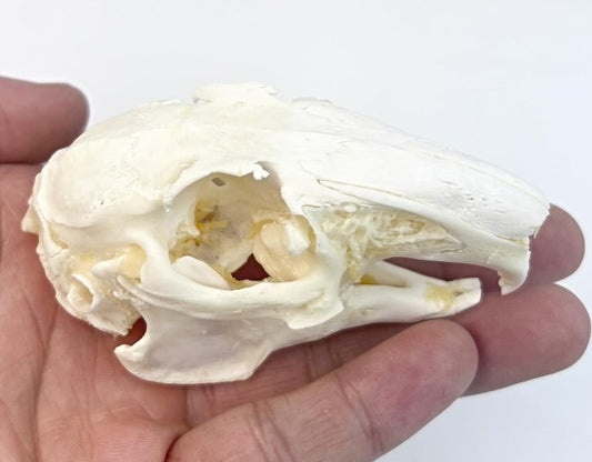 Rabbit Skull